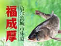 福成厚江鱼壹号